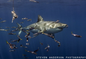 Great White Shark makes an appearance with baitfish at Gu... by Steven Anderson 